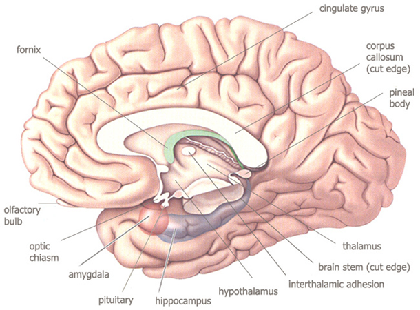 Human Brain